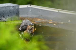 Badderende sperwer op het platte dak 