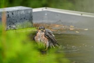 Badderende sperwer op het platte dak 
