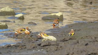 Putters drinken water in de Lek