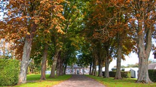 Verkleurende bomen