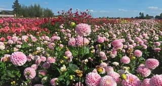 Blauwe lucht boven kleurig dahliaveld