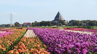 Kleurige dahliavelden in Voorhout