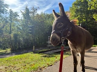 Een mooie herfstdag met een heerlijke nazomer dagen waar ik de mooiste boerderij weerfoto het hoefveld Koraal Parkstad - Op de Bies & Gastenhof in landgraaf en straks naar de dierentuin Pairi Daiza NL