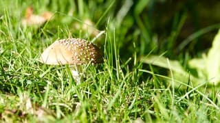 Zon op bol van Panteramaniet