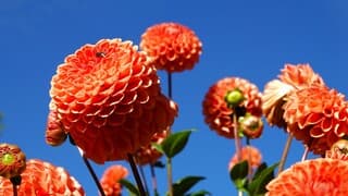 Dahlia een kunstwerk van de natuur
