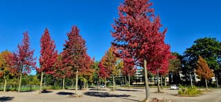 herfst