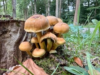 Paddenstoelen spotten. 