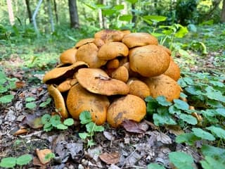 Paddenstoelen spotten.