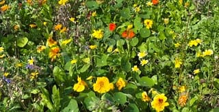 Bloemenzee 