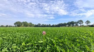 Een rode klaver in het gewasveld valt op als enige onder een blauwe lucht met bewolking