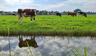 Koeien (stiertje) lekker in de wei vandaag 