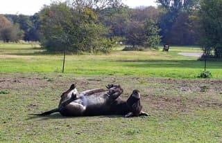 Ezel kroelen in de zon bij mooi nazomer weer 