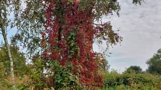 Herfstkleuren 
