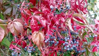Herfstkleuren 