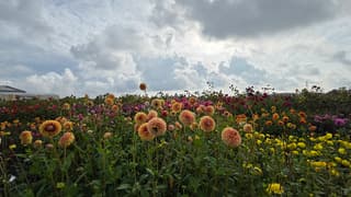 bewolkte dahlia's