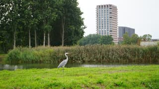 Reiger op voorgrond 