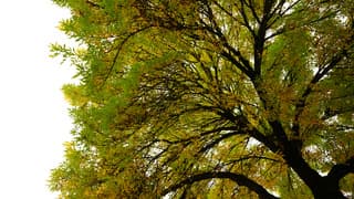 Herfst boom 