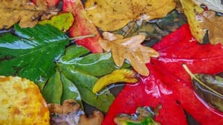 Natte herfstdag