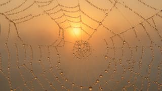 Mistige zonsopkomst in een web met dauwdruppels