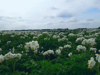Aardappelvelden in bloei