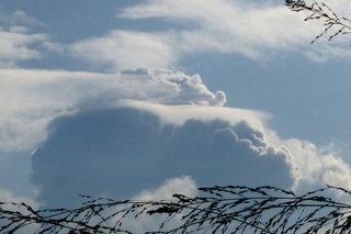 Pileus