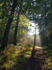 Ochtendzon in de Eifel