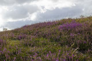 Groen paarse heuvels