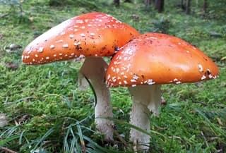Rood met witte stippen...