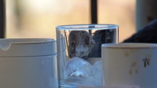 mus in glas