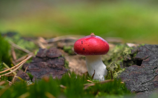 Braakrussula