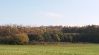 Kleurijk Bos