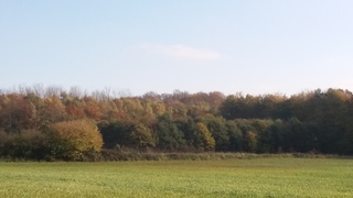 Kleurijk Bos