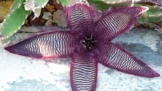 Prachtige cactusbloem
