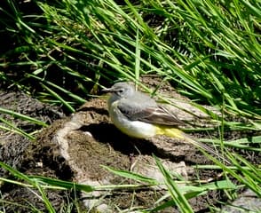 Grote gele kwikstaart