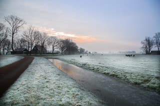 Winterkou in Friesland
