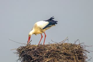 Ooievaar 
