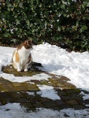 Kat in de sneeuw 