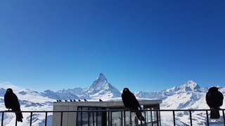Alpen kauwtjes / Matterhorn