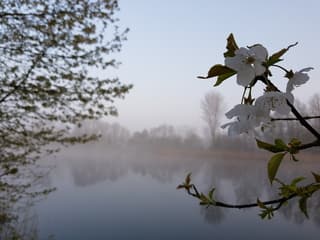 Mist en bloesem