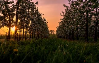 Fruitbomen, bloesems en de zon