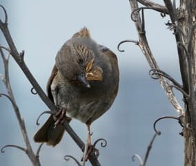 Vandaag staat deze vlinder op het menu