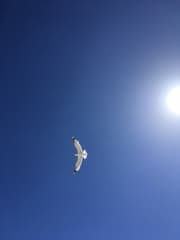 Dit spreekt voor zich .. Zon !!