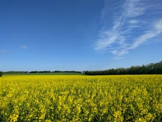 Weerfoto Denemarken - Aalborg- raapzaadolievelden