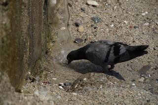Op zoek naar een spaarzaam beetje zoet water