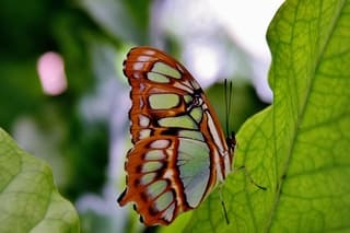 Vlinder op groen blad.