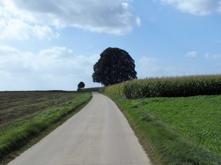 Boom heeft een gezicht