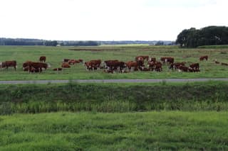 Groepje Koeien