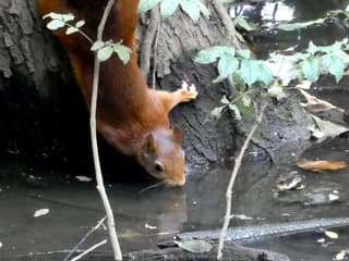 Vlaamse eekhoorn heeft dorst