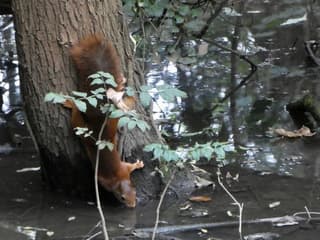 Eekhoorntje upside down