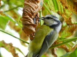 Jong pimpelmeesje in kastanjeboom